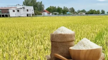 أزمة مستمرة.. أسعار الأرز العطري تسجل مستويات قياسية جديدة في الأسواق المحلية